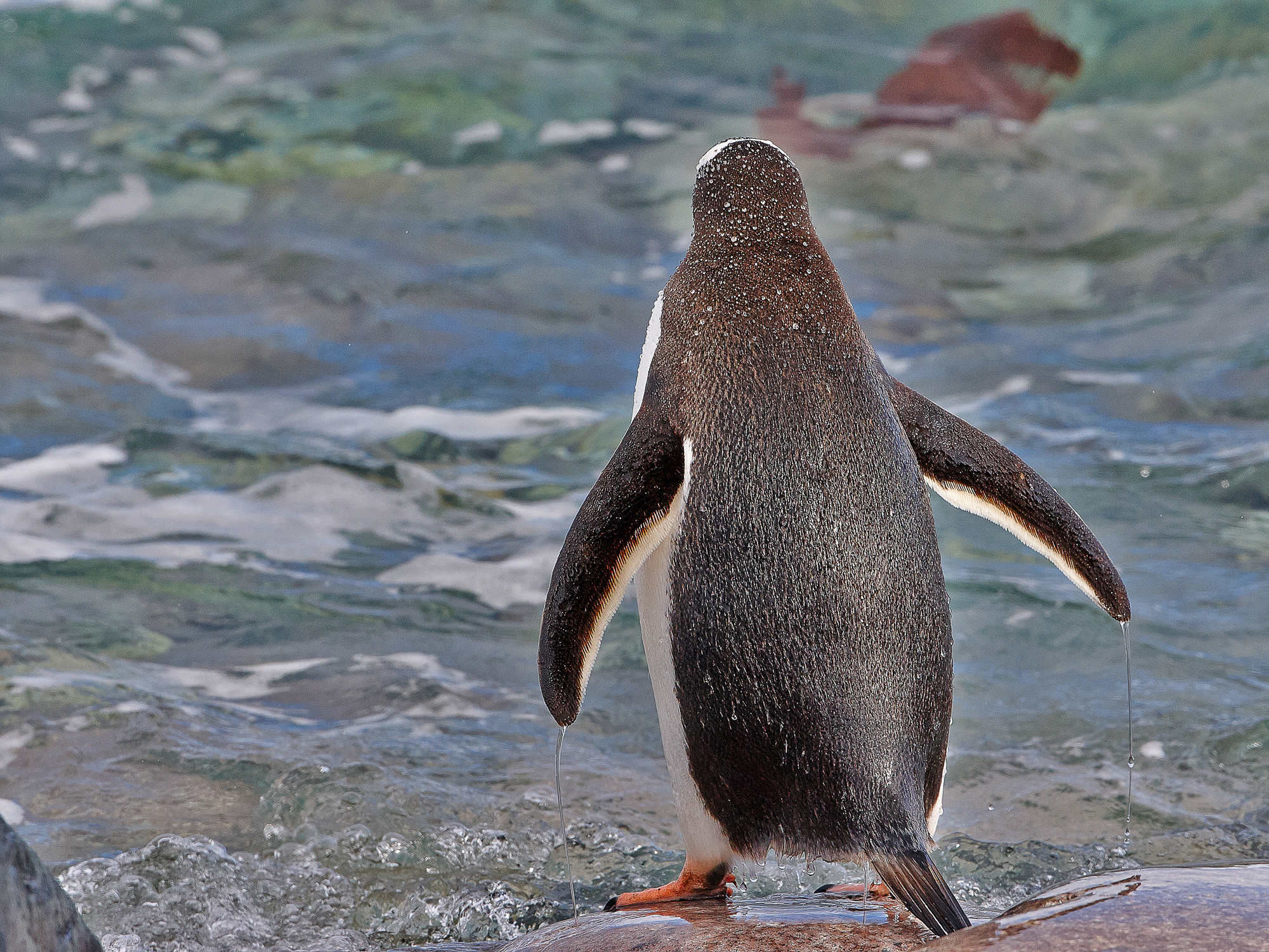 Eselspinguin